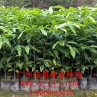 沉香種苗沉香營養(yǎng)苗沉香種子沉香小袋苗，優(yōu)惠中