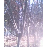 供紅葉李、紫葉李、碧桃