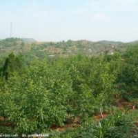 大量提供核桃樹(shù)、七葉樹(shù)