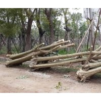 供應(yīng)火焰木靚貨