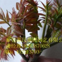供應山東香椿樹 當年苗 自家種植 0.6-2公分