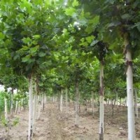 鄆城國(guó)槐,國(guó)槐小苗,皂角樹(shù)批發(fā)