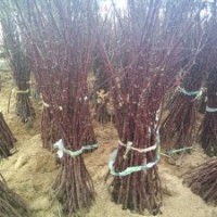 嫁接紅楓苗工程美麗觀葉樹種紅楓樹苗銷量一直走俏