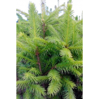 供應(yīng)云杉苗30-50公分 四年苗 樟子松等