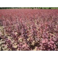 長期供應(yīng)柳樹 金葉女貞 大葉女貞 小葉女貞 紅葉波 紫葉李