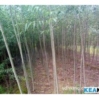 山西運(yùn)城大量供應(yīng)柳樹