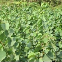 低價處理洋紫荊，秋楓，桂花，小苗