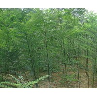 國(guó)槐小苗出售、一年生國(guó)槐小苗（100萬(wàn)株）低價(jià)供應(yīng)