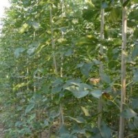 供應(yīng)速生白蠟小苗