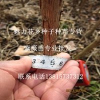 1公分粗紫薇苗批發(fā)魅力花鄉(xiāng)特價專賣紫薇苗