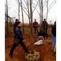 供應(yīng)青楓,五角楓,雞爪槭