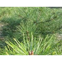 白皮松出售、白皮松小苗、貨源充足