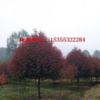 紅葉石楠1-15公分價格