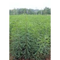 皂角苗，皂角樹