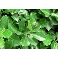 大葉黃楊種植基地