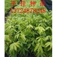 長期供應仁面子種苗