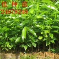 沉香苗低價(jià)出售 沉香樹苗 沉香小苗 沉香種苗 沉香優(yōu)惠價(jià)格