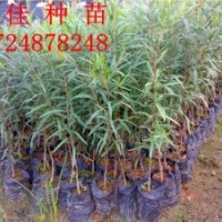 專業(yè)培育優(yōu)質(zhì)串錢柳種苗串錢柳杯苗串錢柳小苗串錢柳苗價(jià)格