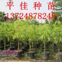 優(yōu)質(zhì)大福木棉何處尋，廣州平佳特價(jià)供應(yīng)大福木棉種苗