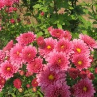 紅葉出售多種品種地被菊