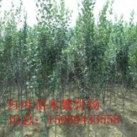 出售西府海棠2到4個的價格便宜