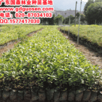 陰香—廣西陰香_陰香價(jià)格