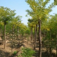 大量供應(yīng)國(guó)槐小苗，合歡，法桐，白蠟等綠化苗木