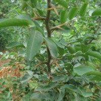 皂莢行情，皂莢價格，皂莢圖片，皂莢基地