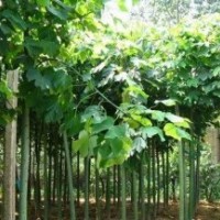 白蠟價(jià)格，白蠟品種，白蠟基地