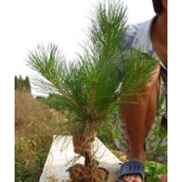 特供油松 側(cè)柏 黑松