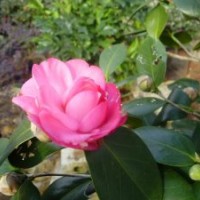 大量供應(yīng)茶花苗