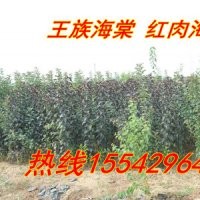 紫葉稠李苗，紫葉矮櫻苗，中華太陽李子苗