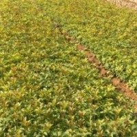 桂花小苗價格 湖南桂花小苗信息首選湖南桂花批發(fā)基地
