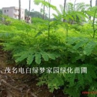 供應(yīng)鳳凰木（紅花楹）小苗