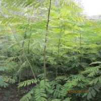 合歡樹苗絨花樹夜合樹苗批發(fā)絨仙樹合歡苗量大優(yōu)惠