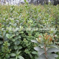 紫薇花苗4色花白色紫色紅色藍(lán)色紫薇小苗批發(fā)也叫無皮樹苗癢癢樹