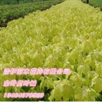 金葉復葉槭，紫葉稠李，五角楓
