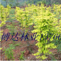 彩葉苗木江西藍(lán)冰柏,贛南桂花,江西金葉水杉