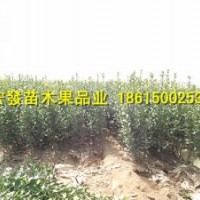山東冬青幼苗