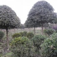 供應(yīng)各類苗木花卉紫薇,海棠,八月桂