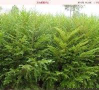 供應(yīng)紅豆杉苗