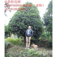 廣西桂林5cm至6cm桂花樹出售