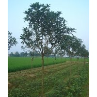 供應(yīng)30-40公分高純品狀元紅移栽小苗