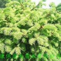 康禾苗木直供 五年生杯栽云杉苗80-120cm