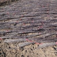 高原之火海棠、大葉亞當海棠、凱爾斯海棠、鉆石海棠、