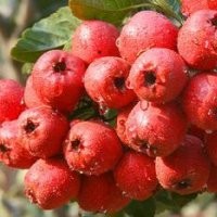 青皮核桃價格哪里便宜山西運城青皮核桃價格