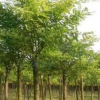 出售國槐 白皮松 油松 刺槐 法桐等各種綠化苗木