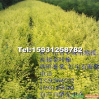 農(nóng)戶出售地接金葉榆