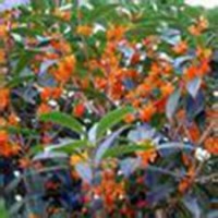 丹桂.丹桂價格/廣西丹桂價格/廣西羅漢松價格/廣西茶花價格/茶花