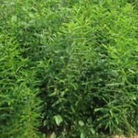 供應(yīng)皂角苗，山西皂角，皂角的供用，皂角的價(jià)格